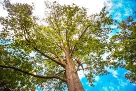 How Our Tree Care Process Works  in  Homer, GA